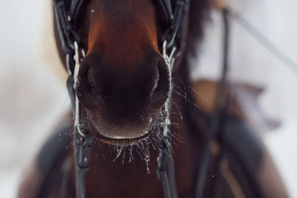Detail close-up dari kuda cokelat, kekang, pelana. Musim dingin, salju — Stok Foto