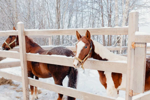 Detailní záběr na hnědého koně, uzdu, sedlo. Zima, sníh — Stock fotografie
