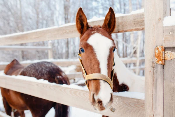 Détail en gros plan du cheval brun, bride, selle. Hiver, neige — Photo