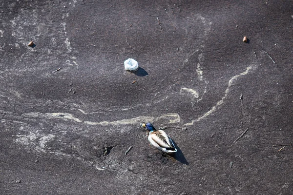 A madarak olajjal, háztartási hulladékkal és műanyaggal úsznak a vízszennyezésben — Stock Fotó