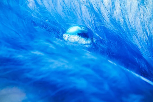 Mavi kuş tüyü üzerine yağan yağmurdan sonra şeffaf su, turkuaz renk havası. Doğanın saflığını ve kırılganlığını kavra. — Stok fotoğraf