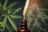 Cannabis Cbd TNc olaj kivonatok befőttes gyógynövény és levelek. Fogalom orvosi marihuána