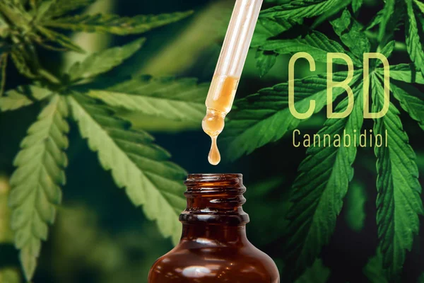 Cannabis CBD TNC oil extracts in jars herb and leaves. Concept medical marijuana — Stock Photo, Image
