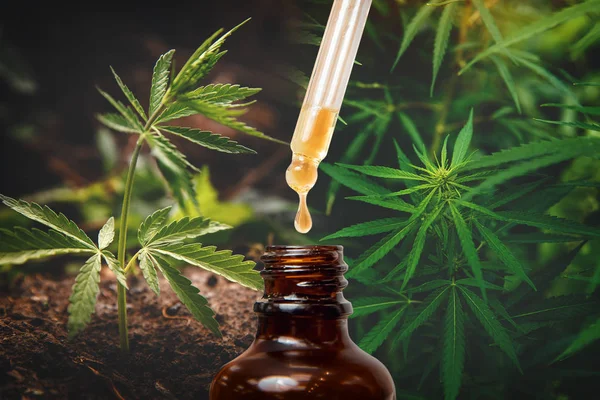 Cannabis CBD TNC extratos de óleo em frascos de ervas e folhas. Conceito maconha medicinal — Fotografia de Stock