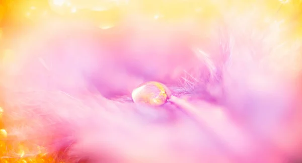 Fundo natural bonito, gotas de água da chuva em penas pássaro flamingo rosa, sol claro. Conceito ternura e sensualidade romance humor — Fotografia de Stock