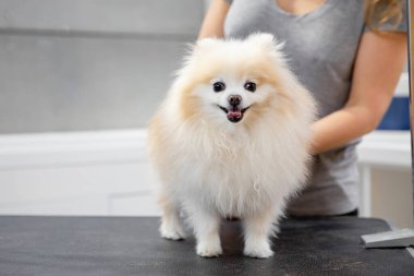 Profesyonel tımarcı gülümseyen küçük köpeği tarıyor Pomeranian tükürüğü