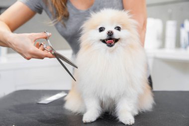 Profesyonel tımarcı, makas ve makas ile saç kesiyor. Küçük gülümseme köpeği Pomeranian Spitz.