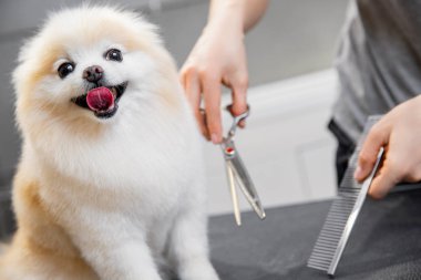 Usta kız kuaför makasıyla kuaförde hayvan makasıyla küçük köpek Pomeranya salyası kesiyor.