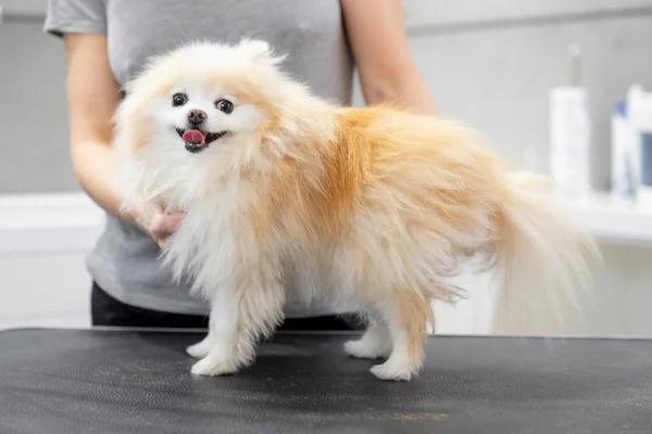 Professionele verzorger kammen kleine hond glimlachende tong pomeranian spitz — Stockfoto