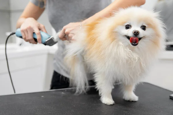 Toiletteur professionnel coupe cheveux petit chien patte langue poméranienne spitz — Photo
