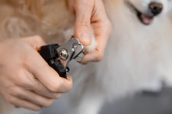 Професійний грумер нігті на ногах вирізав маленького собаку посміхаючись язиком португальський шпіц — стокове фото