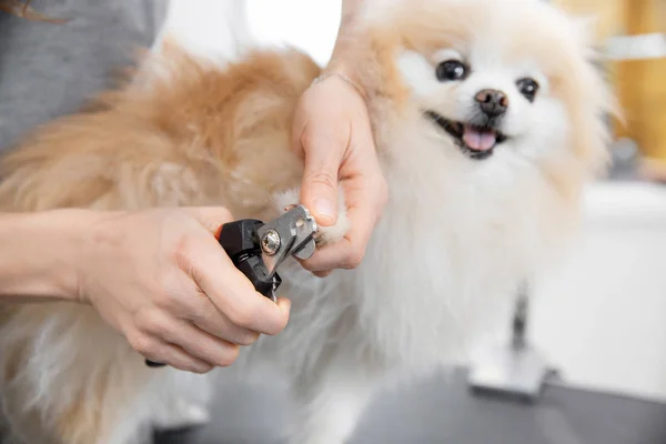 Professionnel toiletteur ongles coupés petit chien langue souriante spitz poméranien — Photo