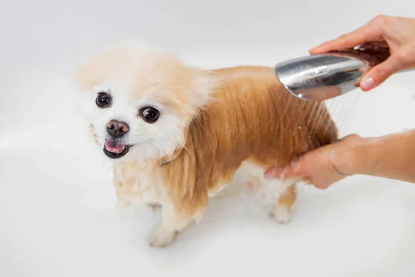 Toiletteur professionnel laver les cheveux shampooing pour chien dans un bain blanc sourire spitz poméranien — Photo