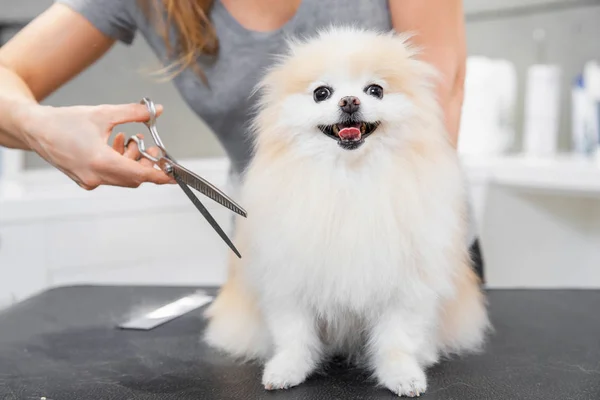 Професійний громер нарізав волосся ножицями і затискачем маленька посмішка собака португальський шпіц — стокове фото