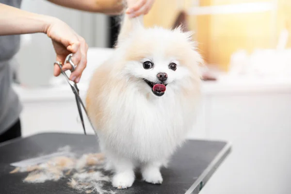 Profesyonel tımarcı, makas ve makas ile saç kesiyor. Küçük gülümseme köpeği Pomeranian Spitz. — Stok fotoğraf