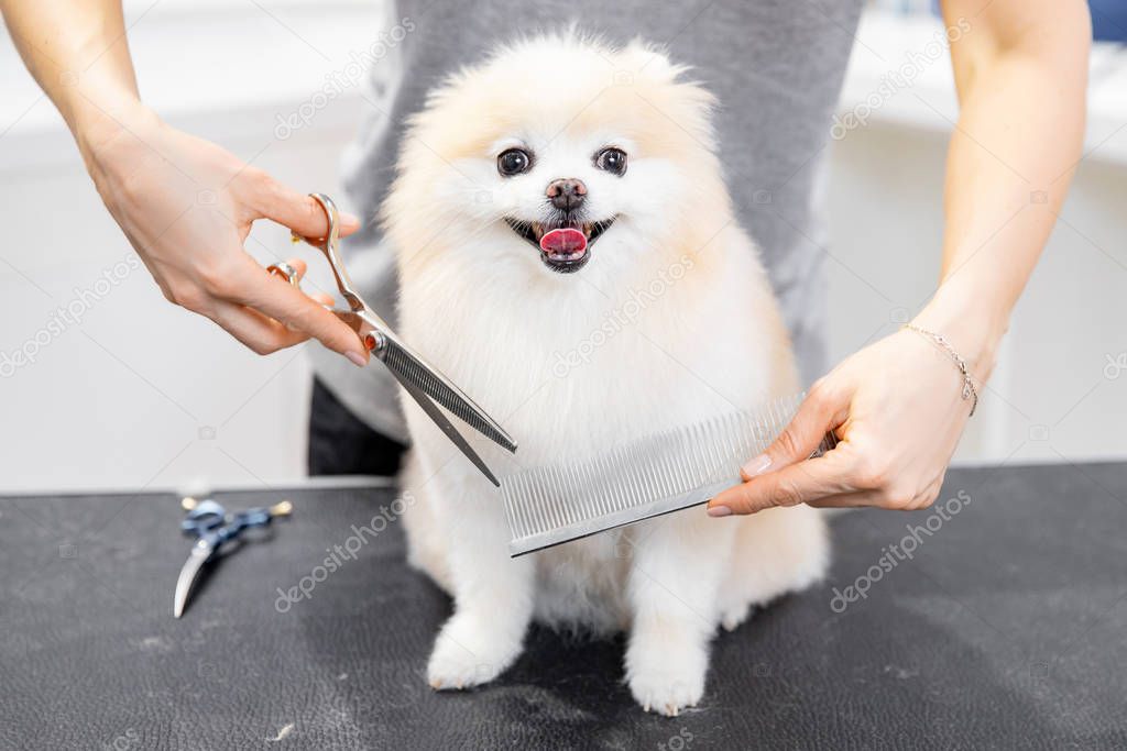 Professional groomer cut hair with scissors and clipper little smile dog pomeranian spitz