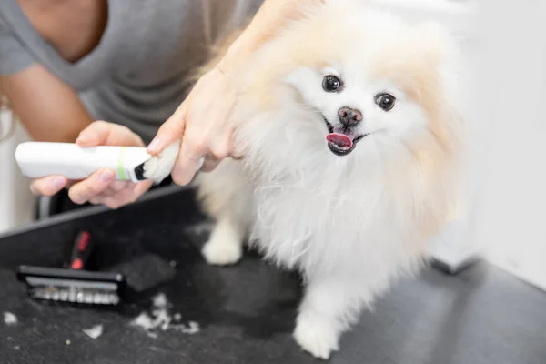 Toiletteur professionnel couper les cheveux avec des ciseaux et tondeuse petit sourire chien poméranien spitz — Photo