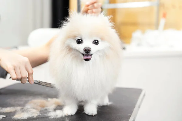 Maître fille toiletteur cisaille petit chien Poméranie spitz avec ciseaux dans le salon de coiffure pour animaux — Photo