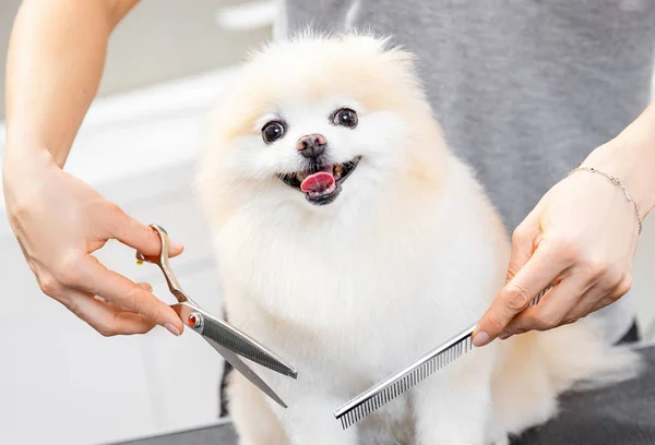 Concept salon de coiffure pour les animaux, toiletteur a paré heureux chien spitz poméranienne — Photo
