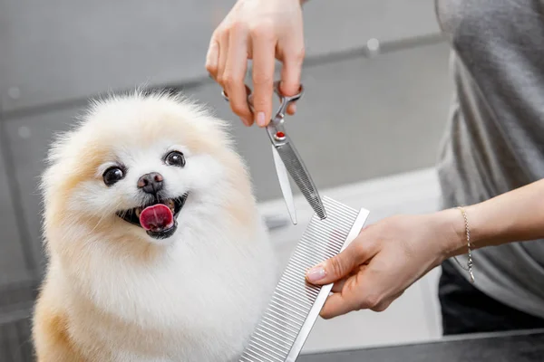 Profesyonel tımarcı, makas ve makas ile saç kesiyor. Küçük gülümseme köpeği Pomeranian Spitz. — Stok fotoğraf