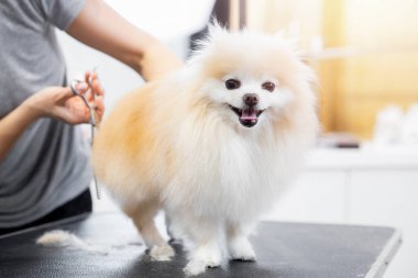 Usta kız kuaför makasıyla kuaförde hayvan makasıyla küçük köpek Pomeranya salyası kesiyor.