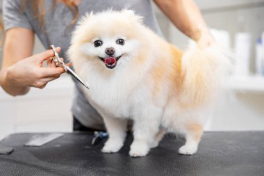 Usta kız kuaför makasıyla kuaförde hayvan makasıyla küçük köpek Pomeranya salyası kesiyor.