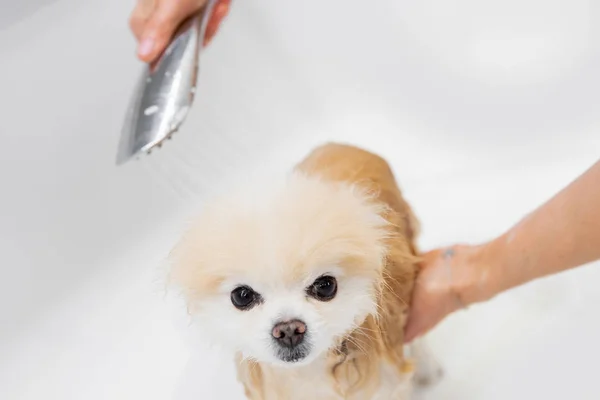 Professionele groomer wassen haar hond shampoo in wit bad glimlach pomeranian spitz — Stockfoto