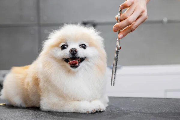 Toiletteur professionnel couper les cheveux avec des ciseaux et tondeuse petit sourire chien poméranien spitz — Photo