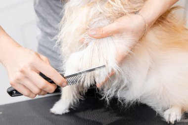 Profesyonel tımarcı, makas ve makas ile saç kesiyor. Küçük gülümseme köpeği Pomeranian Spitz.