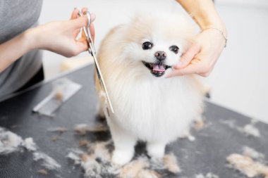 Usta kız kuaför makasıyla kuaförde hayvan makasıyla küçük köpek Pomeranya salyası kesiyor.