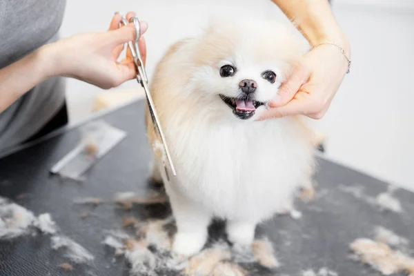 Mistr dívka pěstitel nůžky malý pes Pomeranian spitz s nůžkami v kadeřnictví pro zvířata — Stock fotografie