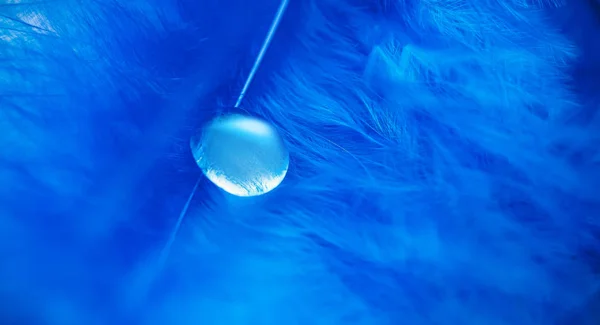 Голубая лихорадка с каплей чистой воды от дождя, спокойствие и естественность природы, мирный фон — стоковое фото