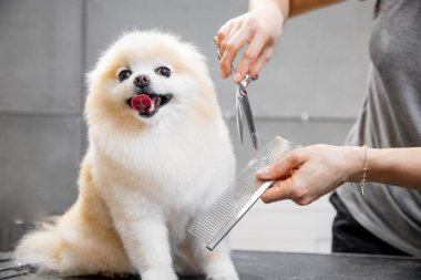 Usta kız kuaför makasıyla kuaförde hayvan makasıyla küçük köpek Pomeranya salyası kesiyor.