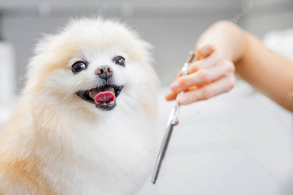Professional groomer cut hair with scissors and clipper little smile dog pomeranian spitz