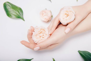Yakın plan güzel, sofistike kadın elleri ve beyaz arka planda pembe çiçekler. El bakımı, kırışıklık önleyici krem, kaplıca.