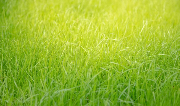 Erba verde naturale primavera sfondo con bagliore di luce solare — Foto Stock