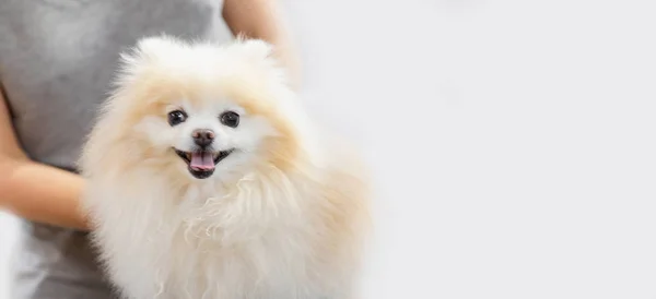 Toiletteur professionnel peignage petit chien spitz poméranien, fond blanc — Photo