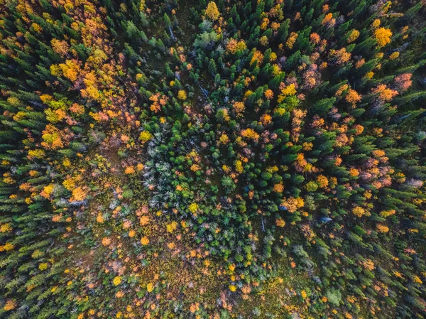 Schöner Herbstwald mit gelben und roten Bäumen, Luftaufnahme — Stockfoto