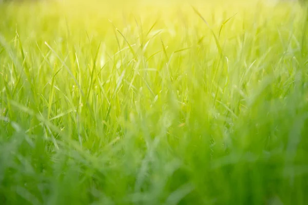 Erba verde naturale primavera sfondo con bagliore di luce solare — Foto Stock