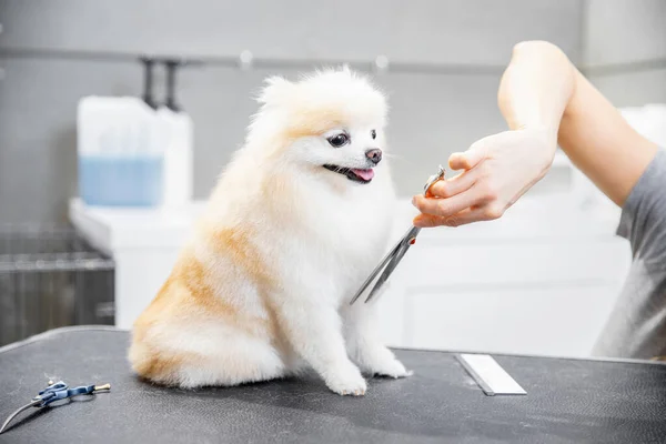 Master girl groomer tijeras perro pequeño Pomeranian spitz con tijeras en peluquería para animales — Foto de Stock