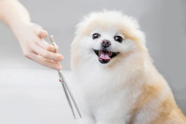 Toiletteur professionnel couper les cheveux avec des ciseaux et tondeuse petit sourire chien poméranien spitz — Photo