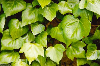 Yeşil çit duvar arkaplanı doğal doku bırakır