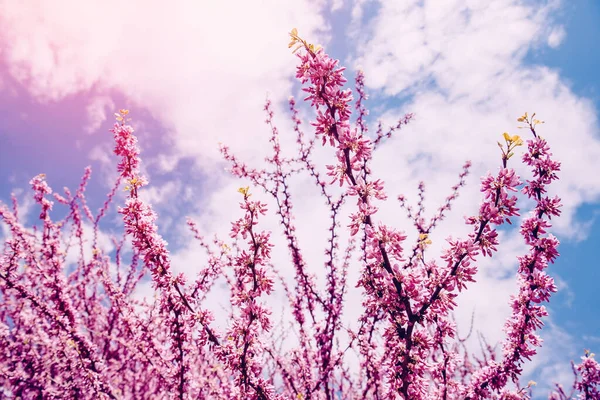 Kwitnące różowe drzewa na tle światła słonecznego i błękitnego nieba. Koncepcja wiosennej struktury — Zdjęcie stockowe
