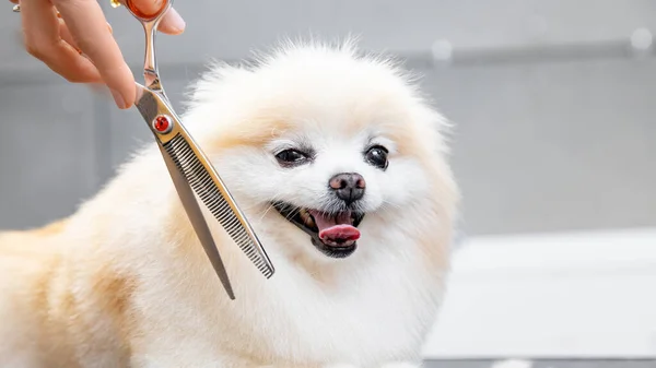 Mistr dívka pěstitel nůžky malý pes Pomeranian spitz s nůžkami v kadeřnictví pro zvířata — Stock fotografie