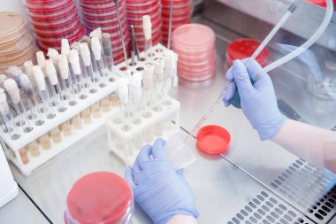 Mikrobiyoloji laboratuvarı mikro bakteriler ve mikroorganizmalarla dolu. E. coli biyolojik örnekler yetiştiriyor.