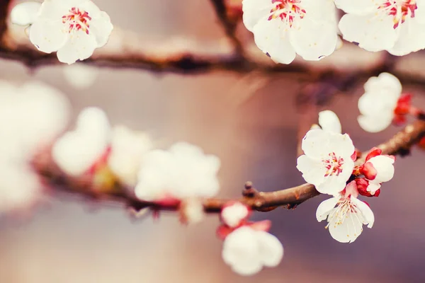 Piękna wiosna tekstury gałąź kwitnącego różowego jabłoni, ciemne kolorowe tło — Zdjęcie stockowe