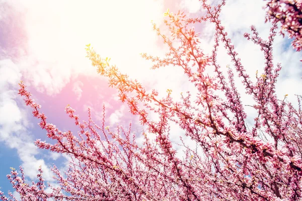 Piękna wiosna tekstury gałąź kwitnącego różowego drzewa, słoneczne kolorowe tło — Zdjęcie stockowe