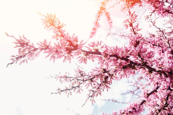Árboles rosados florecientes contra el fondo de la luz del sol y el cielo azul. Concepto de textura primavera — Foto de Stock