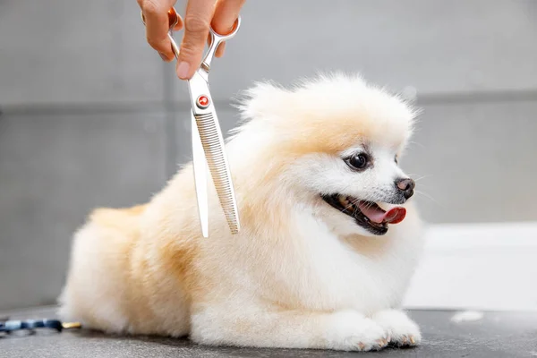 Concept kapper voor dieren, verzorger heeft gelukkig hond pomeranian spitz getrimd — Stockfoto