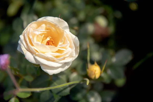 Piękna scena natura z wiosną różowe kwiaty tło ze światłem słonecznym — Zdjęcie stockowe